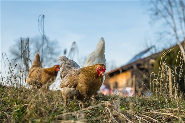 TÜİK- Tavuk yumurtası üretimi 2023’te 20 milyar adeti aştı