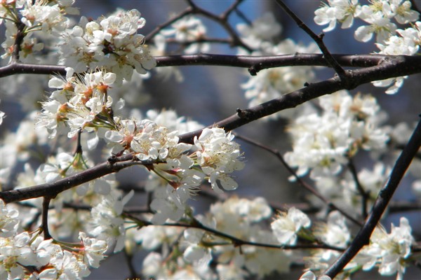 Cumhurbaşkanı Yardımcısı Cevdet Yılmaz, Hıdırellez Bayramı dolayısıyla bir mesaj yayımladı.