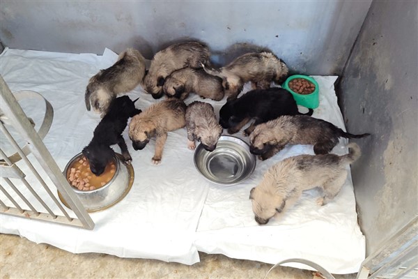 İzmir Büyükşehir Belediyesi,  Bornova’da çıkan yangının etkilediği Bornova Belediyesi