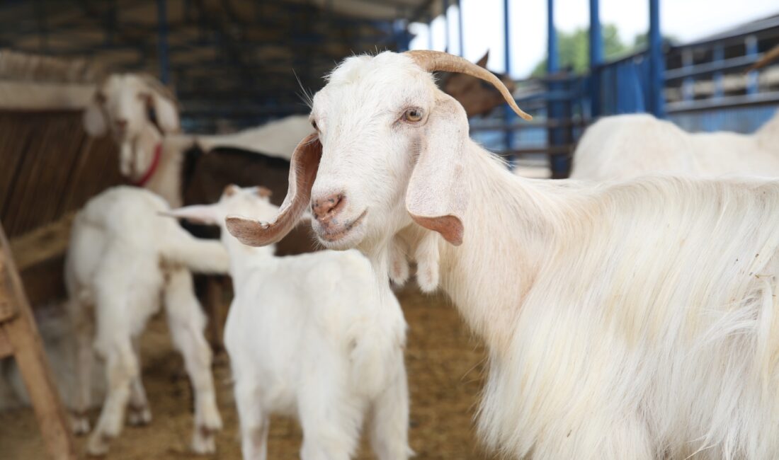 Nilüfer Belediyesi, vatandaşların sağlıklı, hijyenik ve çevre dostu bir şekilde