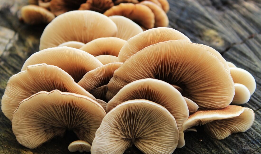 Otto Tarım ve Hayvancılık San. ve Tic. A.Ş, yeni yatırım