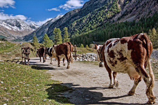 Tarım ve Orman Bakanı İbrahim Yumaklı, Resmi Gazete'de yayımlanan Temel