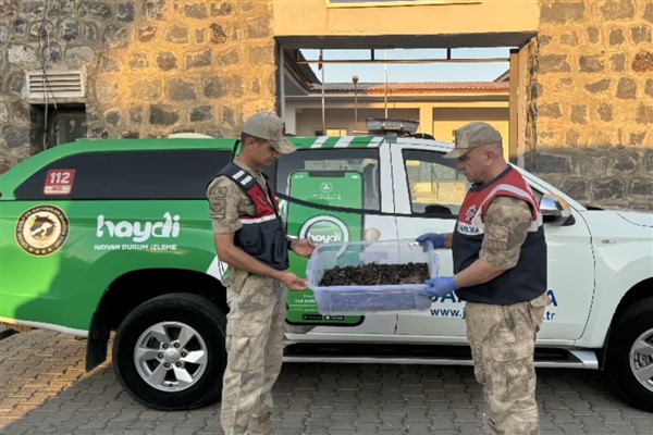 HAYDİ ekiplerince Şanlıurfa’da izinsiz toplanan 270 adet canlı akrep ele geçirildi