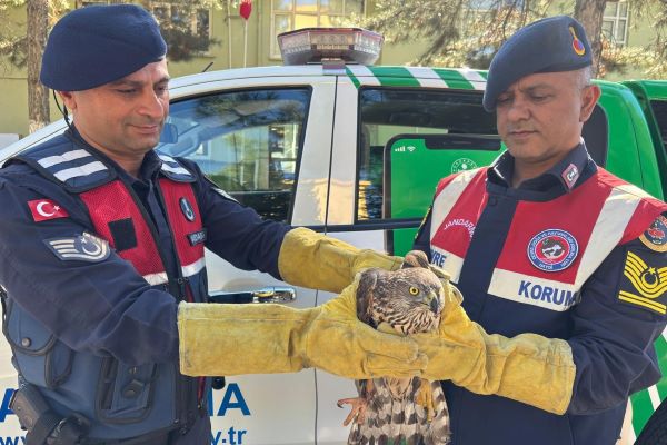 Malatya’da yaralı halde bulunan yabani Kızıl Şahin koruma altına alındı