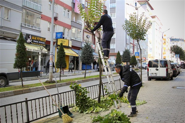 Giresun Belediyesi, şehir genelinde