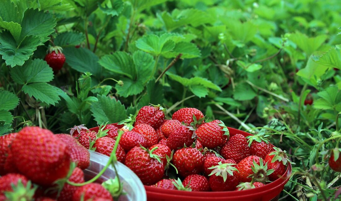 Forte Bilgi İletişim Teknolojileri ve Savunma Sanayi A.Ş'nin bağlı ortaklığı