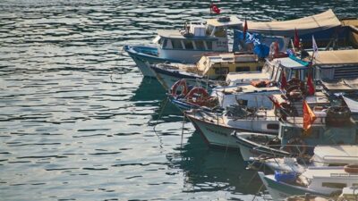 Benekli balon balığı avcılığı destekleme tutarı artırıldı
