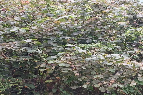 Giresun, 1 Ağustos (Hibya) - Giresun Valiliği,  2025 yılı