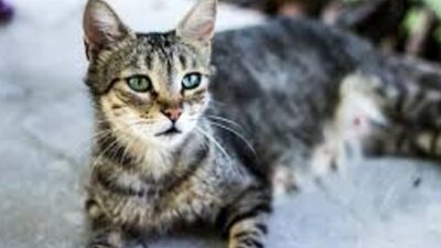 Londra, 20 Şubat (Hibya) - Evcil kedilerdeki kanserin ilk ayrıntılı