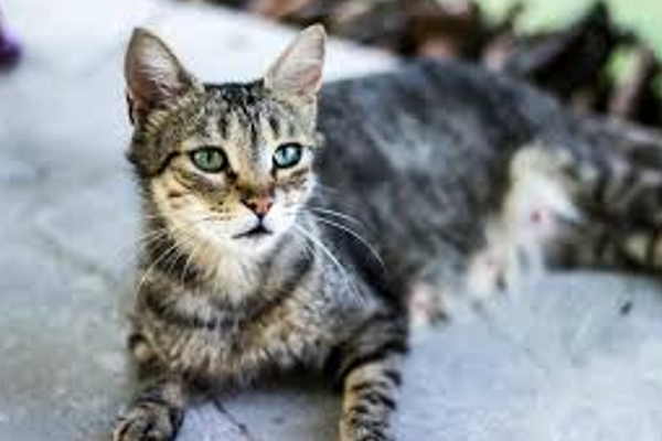 Londra, 20 Şubat (Hibya) - Evcil kedilerdeki kanserin ilk ayrıntılı