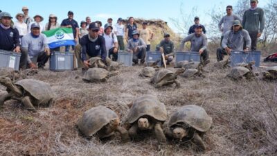 İstanbul, 21 Şubat (Hibya) - Dev kaplumbağalar, bilim insanlarının hayvanların