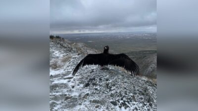 Eskişehir Büyükşehir Belediyesi Hayvanat Bahçesi, tedavi altına alınan 3 şahin
