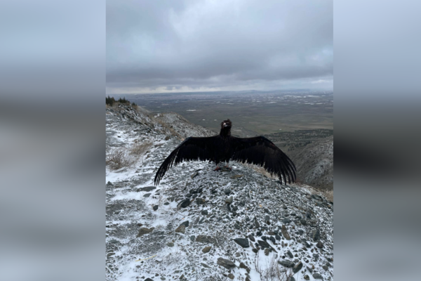 Eskişehir Büyükşehir Belediyesi Hayvanat Bahçesi, tedavi altına alınan 3 şahin